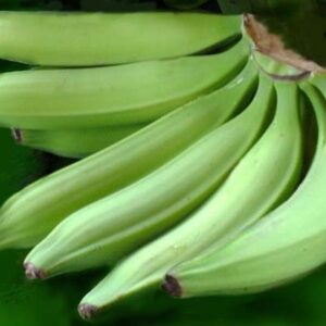 Plantain (a hand)