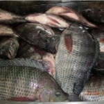 Fresh Tilapia
