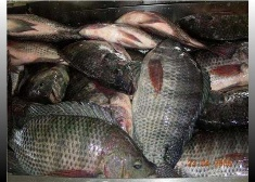 Fresh Tilapia