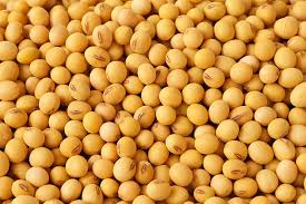 Soybeans Half Cup